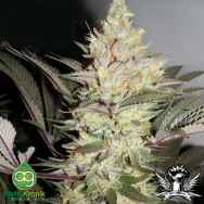 AlphaKronik Genes Seeds Alpha Dawg